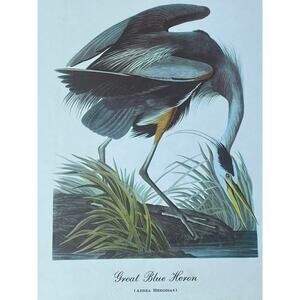 Vintage Great Blue Heron Print Art. Beautiful. Waterfowl. Birds. 12x9"  Decor